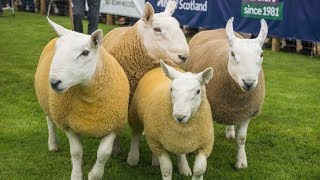 Cheviot Sheep  Compact Hardy Adaptable [upl. by Jolee]