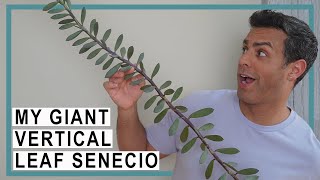 Repotting My Giant Vertical Leaf Senecio Plant Crucial Care Tips and More [upl. by Lexerd]