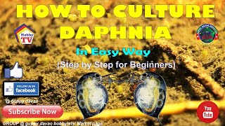 HOW TO CULTURE DAPHNIA In Easy Way [upl. by Syned]