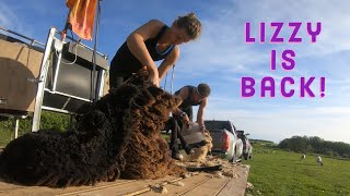 Incredible FEMALE Shearer  SHEEP SHEARING 2020 [upl. by Marelya]