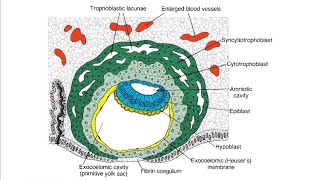 Extraembryonic membranes  Development and Functions in Hindi [upl. by Ammadis]