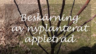 Beskärning av nyplanterat äppleträd [upl. by Cato]