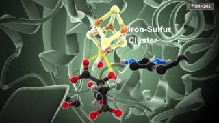 How Enzymes Work from PDB101 [upl. by Dearman]