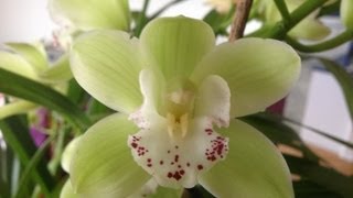 Easy Cymbidium Orchid care culture and rebloom tips [upl. by Deni]