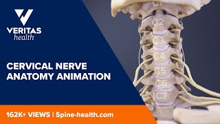 Cervical Nerve Anatomy Animation [upl. by Aicilas879]