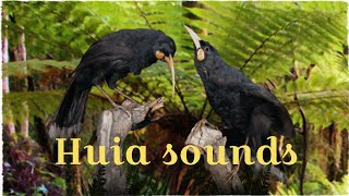 Real huia calls from 12 Huia Birds game Read description [upl. by Minsat]