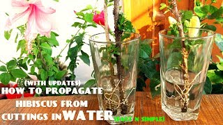 How to Propagate Hibiscus From Cuttings in WaterWith Updates [upl. by Ecined]